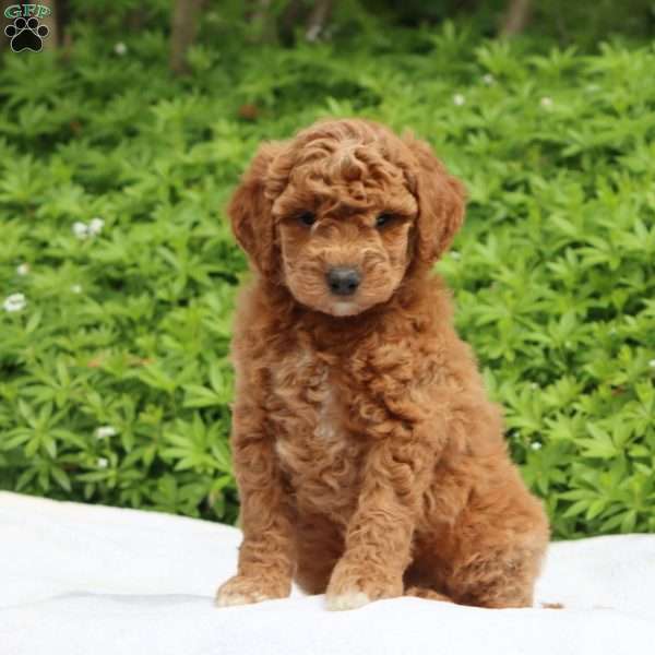 Marina, Mini Goldendoodle Puppy